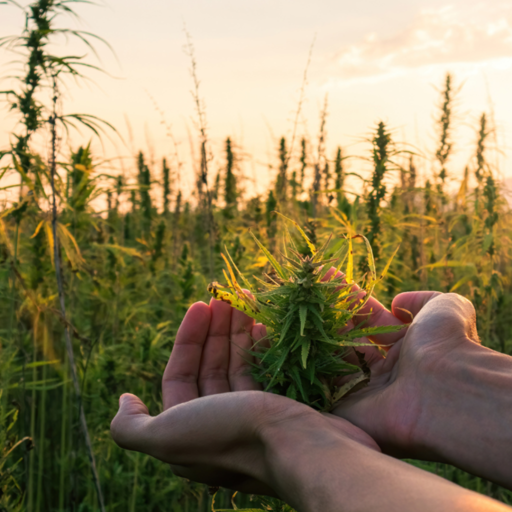 Ecologic and sustainability in hemp growing