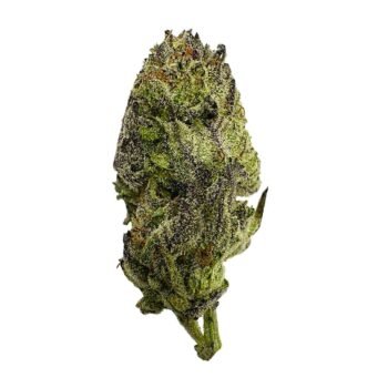 Gelato 33 strain indica relaxation bud emerald smoke premium hemp