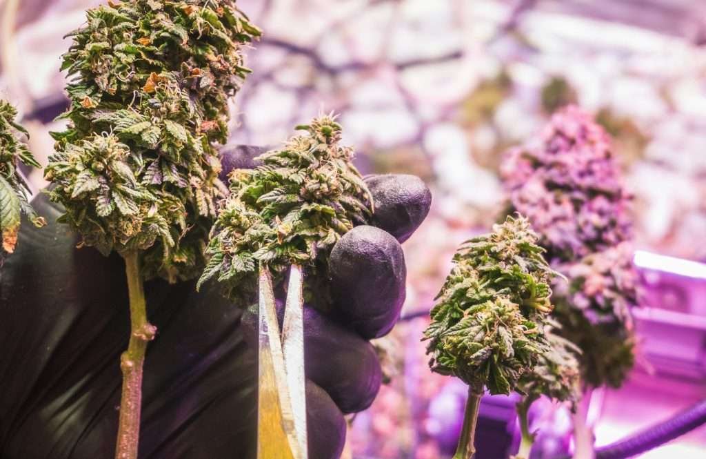 Exploring the Genetics Behind the Most Popular Hemp Varieties: What Makes Them Unique?