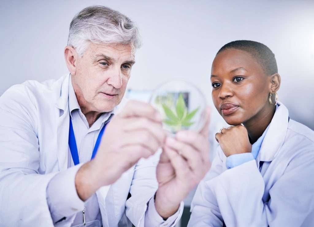 How to Choose the Perfect Hemp Strain for Your Needs