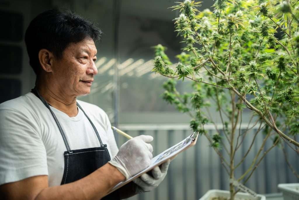 A Beginner’s Guide to Understanding Hemp Strain Genetics