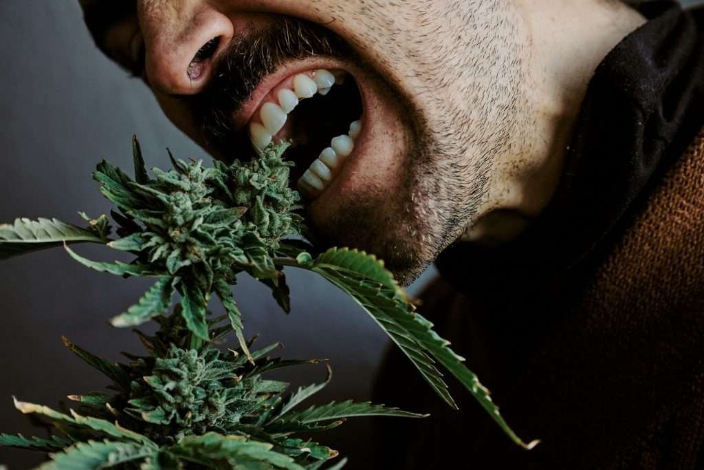What Are the Side Effects Of THCa-a Consumption