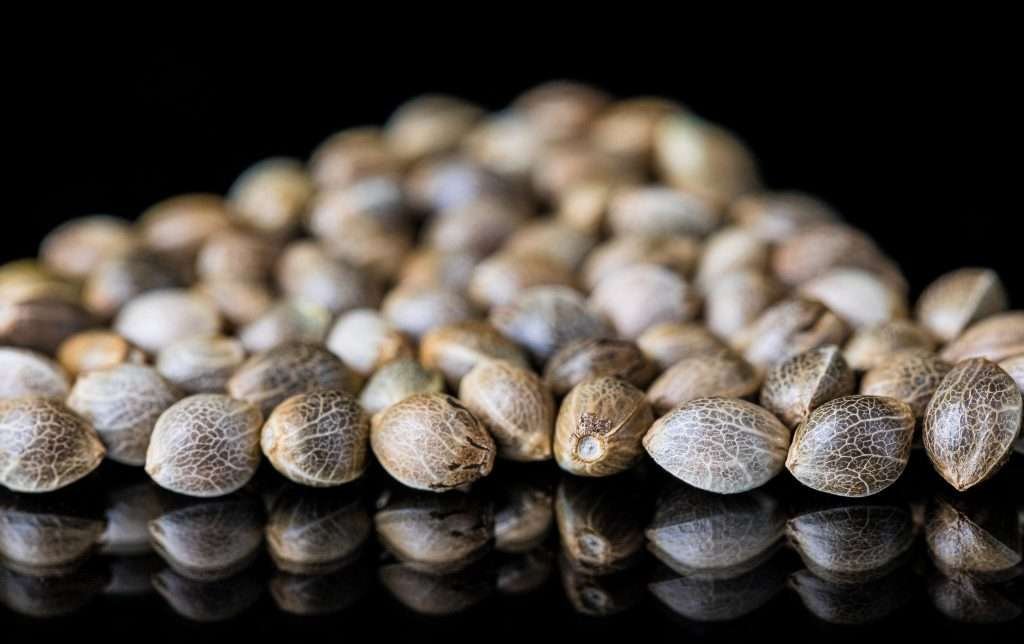 Our Top 10 Hemp Strains of 2024