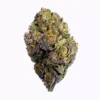 a exotic green and purple bud of thca flower