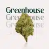 Greenhouse THCa Flower