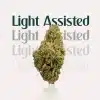 green bud with light assisted text