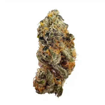 a close up photo of indoor bud of hemp flower