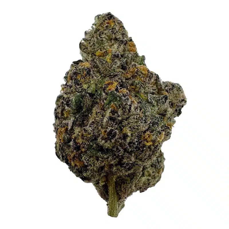 Black Mamba - Top Shelf Indoor