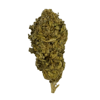 Slurricane Strain