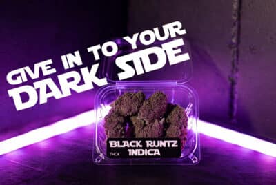 black runtz strain blog